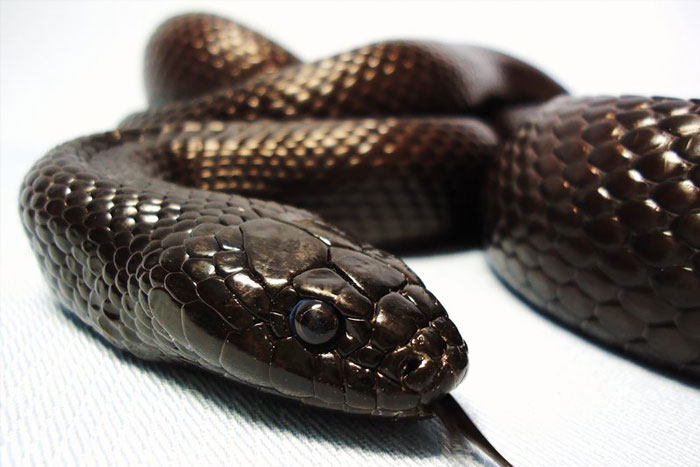 Dylans Reptile Time | www.dylansreptiletime.co.uk